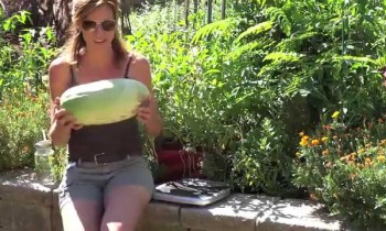 Garden Cleanout – Watermelon Surprise!