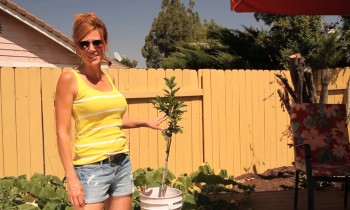 Permanent Home for My Lemon Tree – Would You Help?