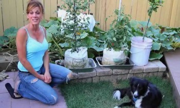 Ripe Tomatoes in the Grow Bags!