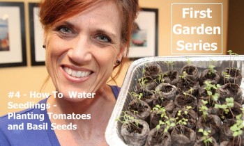 First Garden Series # 4 – Watering Seedlings & Planting Tomato & Basil Seeds