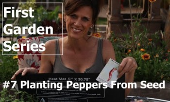 First Garden Series #7 Planting Peppers from Seed and Germinating Tip