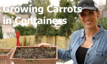 Growing Carrots in Containers – How to Thin Seedlings