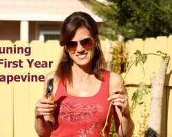 Pruning a First Year Grape Vine and Propagating Cuttings