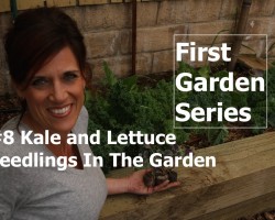 First Garden # 8 – Planting Lettuce & Kale Seedlings in the Garden