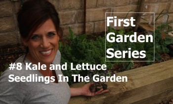 First Garden # 8 – Planting Lettuce & Kale Seedlings in the Garden