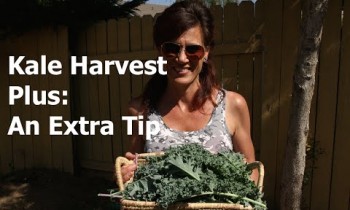 Kale Harvest Plus an Extra Tip!