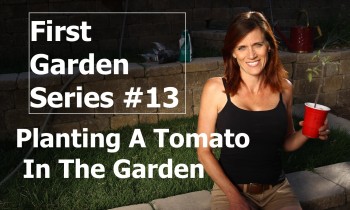 First Garden Series #13 Planting a Tomato in the Garden