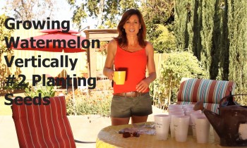 Growing Watermelon Vertically #2 – Starting Watermelon Seeds in Cups