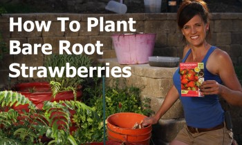 How to Plant Bare Root Strawberries