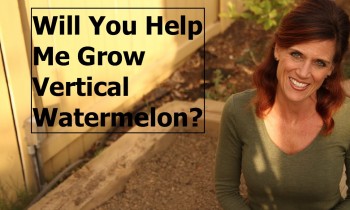 Will You Help Me Grow Vertical Watermelon?