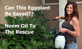 Can This Eggplant be Saved?  Neem Oil to the Rescue