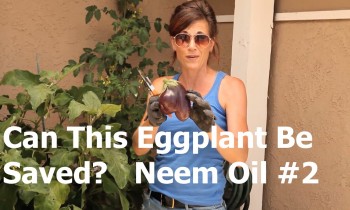 Can This Eggplant be Saved?  Neem Oil #2