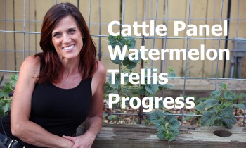 Cattle Panel Vertical Watermelon Trellis Progress