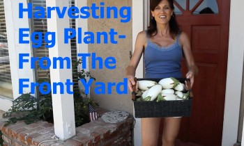 Eggplant Harvest from the Front Yard Garden