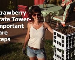 Strawberry Crate Tower – Important Care Steps