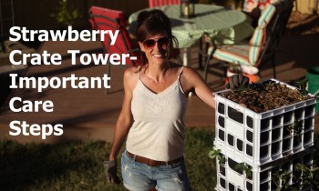 Strawberry Crate Tower – Important Care Steps