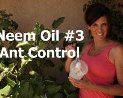 Can This Eggplant be Saved? #3:  Neem Oil and DIY Ant Control