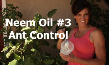 Can This Eggplant be Saved? #3:  Neem Oil and DIY Ant Control