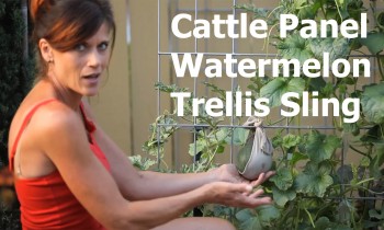 Cattle Panel Watermelon Trellis Sling