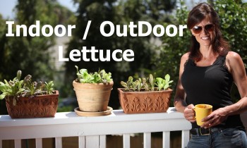 Indoor/Outdoor Lettuce – Growing Lettuce in the Hot Weather