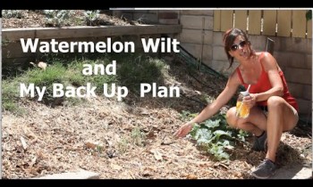 Watermelon Wilt and My Back Up Plan