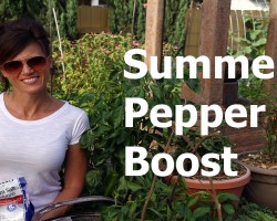 Cheap, Easy, Summer Pepper Boost