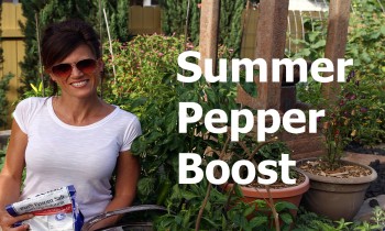 Cheap, Easy, Summer Pepper Boost