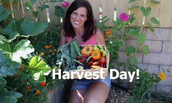 Harvest Day and How to Oven Roast Veggies – Quick and Simple!