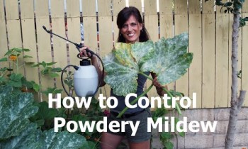 How To Control Powdery Mildew With Milk