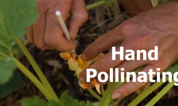 How to Hand Pollinate and the Difference Between Male and Female Flowers