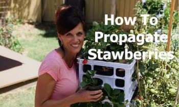 How To Plant Strawberry Runners, the Easiest Way to Propagate Strawberries