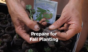 Plan Now For A Continual Harvest and Fall Planting