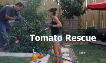 Tomato Cage Collapse and Rescue