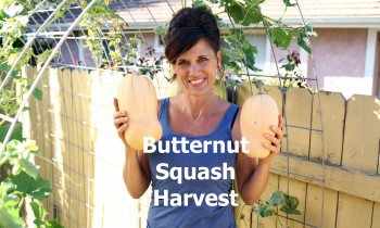 Butternut Squash Harvest!