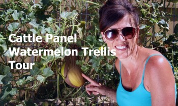 Cattle Panel Vertical Watermelon Trellis Tour