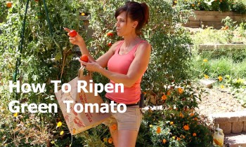 How to Ripen a Green Tomato off the Vine