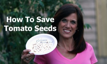 How to Save Tomato Seeds