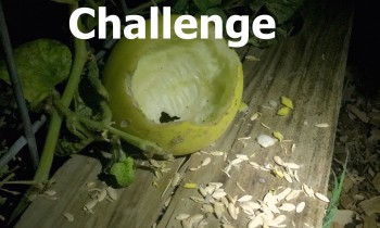 Summer of Challenge