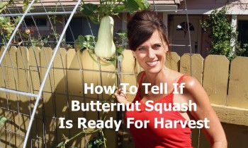 When to Harvest Butternut Squash