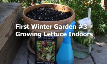 First Winter Garden Series #3: How to Grow Lettuce Indoors in the Winter