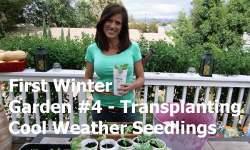 First Winter Garden Series #4: Transplanting Cool Weather Seedlings in to Cups