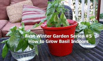 First Winter Garden Series #5: How to Grow Basil Indoors