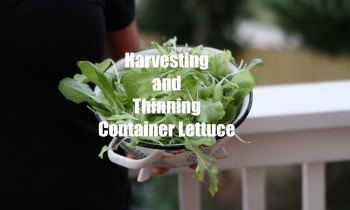 First Winter Garden Series #6 – How to Harvest and Thin Container Lettuce