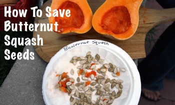 How To Save Butternut Squash Seeds