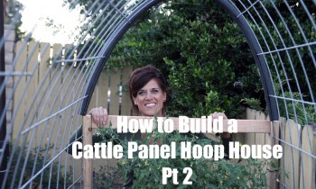 How I Built a DIY Cattle Panel Hoop House – Part 2