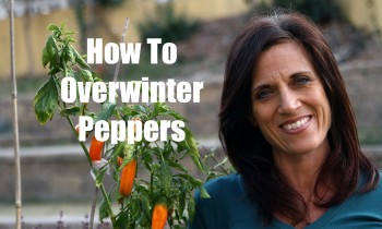 How to Overwinter Peppers