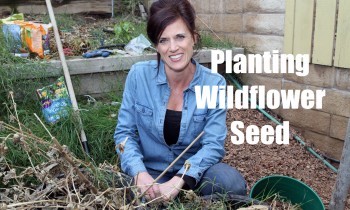 How to Plant Wildflower Seed for Early Spring Flowers