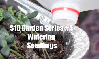 $10 Garden Series #4 – How To Water Vegetable Seedlings