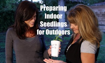 $10 Garden Series #7: How to Prepare Indoor Seedlings for Transplanting Outdoors