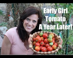 Early  Girl Tomato – One Year Later